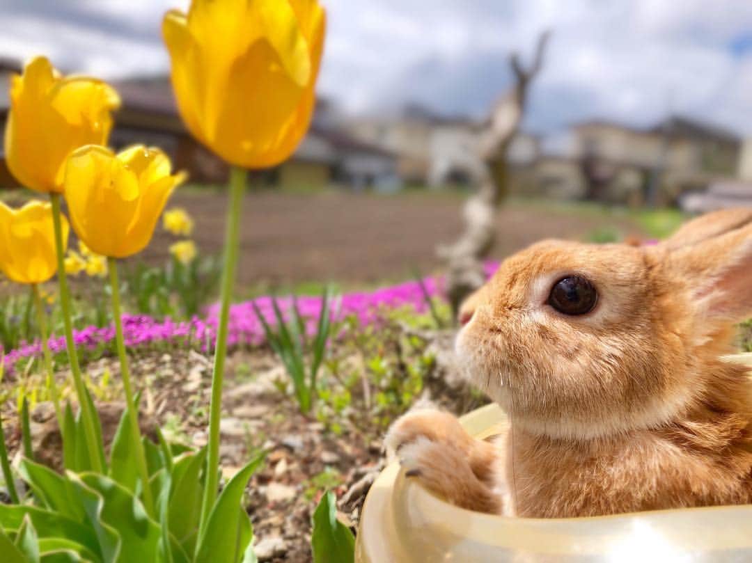 ラン?さんのインスタグラム写真 - (ラン?Instagram)「おはようございます☀️ 今日は良いお天気＼(^^)／ですが、さむーーーーーい！！ なんと今朝の気温0℃😱 は？冬？:;((°ө°));: 暖房つけて、ぬくぬくしてます😊 ☆ 写真は昨日のにわんぽ🐰🌷 ☆ #にわんぽ #チューリップとうさぎ #うさぎ #ネザーランドドワーフ #rabbit #bunny #bunnystagram  #rabbitstagram  #cute  #かわいい #ふわもこ部  #もふもふ  #zip写真部  #アニマル写真部 #instagramjapan #netherlanddwarf #うさぎと暮らす  #うさぎのいる暮らし #癒し #kawaii #ランちゃん  2019.04.28」4月28日 9時38分 - mofumofuusako