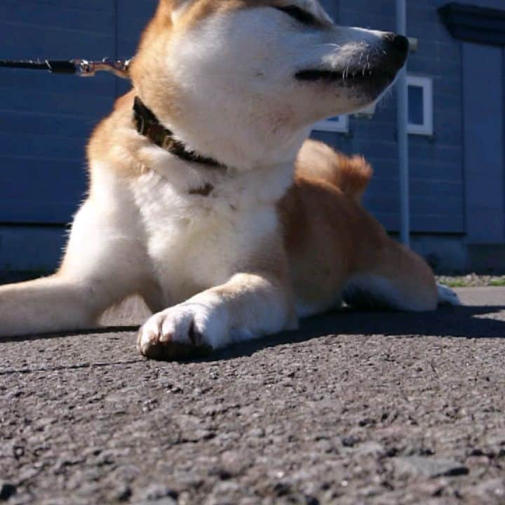 柴犬⭐️サスケのインスタグラム