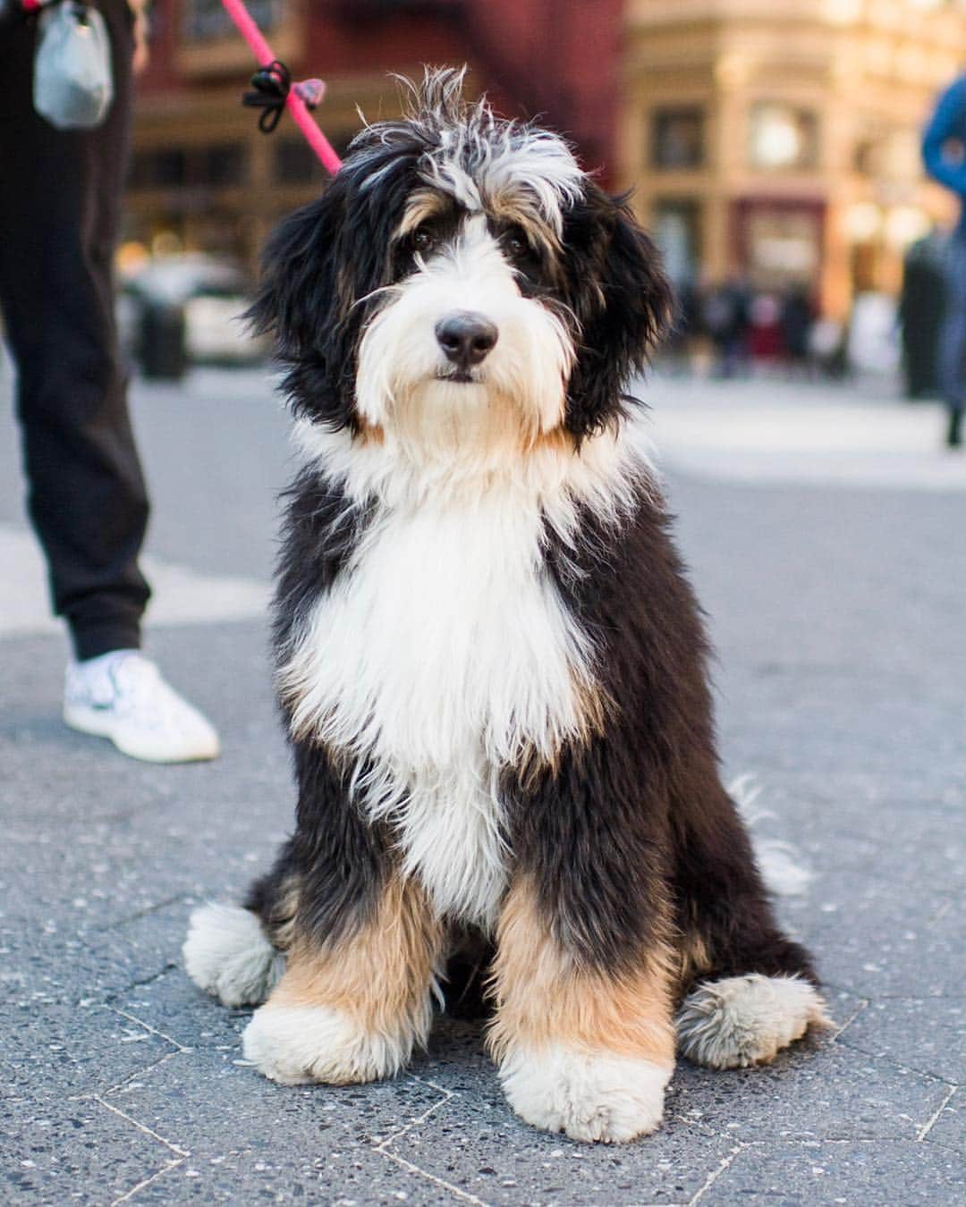 The Dogistさんのインスタグラム写真 - (The DogistInstagram)「Ozzy, Miniature Bernedoodle (6 m/o), Union Square, New York, NY • “He just got out of puppy school. He’s learning ‘stay’ and ‘leave it’ (napkins and cigarette butts off the street).” @newberneseontheblock」4月28日 10時01分 - thedogist
