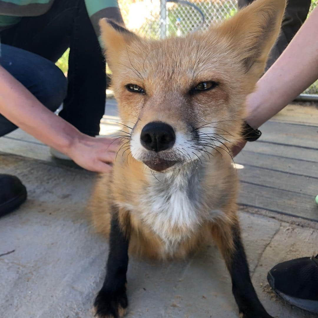 Rylaiさんのインスタグラム写真 - (RylaiInstagram)「The Viktor show..... 🦊🦊🦊🦊🦊 Another Day of amazing private fox encounters!! Of course, Viktor HAS to be the #star and leaves little room for the others to shine!!! He walks in and says “Viktor’s here... we can start now!!” “Massages please!” . We aren’t going to mention the “pink pig” just yet!!! @mydogtoys the #drama of that #pinkpig 🤷‍♀️ . We will be adding it to Viktor’s wish list. Looks like he is going to need a lot of them to keep the drama queen happy!! @target . Maybe the #sponsorafox with now have to include a pink pig for Vik??? . #dogtoys #viktor #viktorshow #dramaqueen #lovefoxes #foxencounters #russiandomesticatedfoxes #russianfoxes #foxesofig #foxesofinstagram #toys #buyviktorapinkpig #canidconservation #furfree @carboncardiff #viktorsclinteastwood @clinteastwoodoffical」4月28日 9時58分 - jabcecc