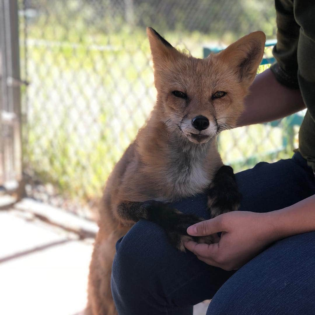 Rylaiさんのインスタグラム写真 - (RylaiInstagram)「The Viktor show..... 🦊🦊🦊🦊🦊 Another Day of amazing private fox encounters!! Of course, Viktor HAS to be the #star and leaves little room for the others to shine!!! He walks in and says “Viktor’s here... we can start now!!” “Massages please!” . We aren’t going to mention the “pink pig” just yet!!! @mydogtoys the #drama of that #pinkpig 🤷‍♀️ . We will be adding it to Viktor’s wish list. Looks like he is going to need a lot of them to keep the drama queen happy!! @target . Maybe the #sponsorafox with now have to include a pink pig for Vik??? . #dogtoys #viktor #viktorshow #dramaqueen #lovefoxes #foxencounters #russiandomesticatedfoxes #russianfoxes #foxesofig #foxesofinstagram #toys #buyviktorapinkpig #canidconservation #furfree @carboncardiff #viktorsclinteastwood @clinteastwoodoffical」4月28日 9時58分 - jabcecc