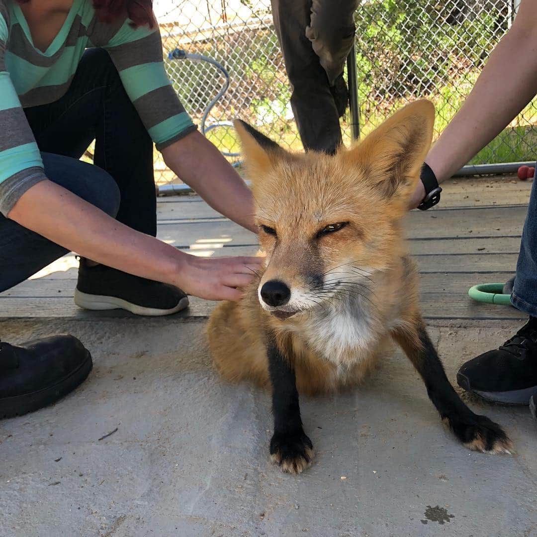 Rylaiさんのインスタグラム写真 - (RylaiInstagram)「The Viktor show..... 🦊🦊🦊🦊🦊 Another Day of amazing private fox encounters!! Of course, Viktor HAS to be the #star and leaves little room for the others to shine!!! He walks in and says “Viktor’s here... we can start now!!” “Massages please!” . We aren’t going to mention the “pink pig” just yet!!! @mydogtoys the #drama of that #pinkpig 🤷‍♀️ . We will be adding it to Viktor’s wish list. Looks like he is going to need a lot of them to keep the drama queen happy!! @target . Maybe the #sponsorafox with now have to include a pink pig for Vik??? . #dogtoys #viktor #viktorshow #dramaqueen #lovefoxes #foxencounters #russiandomesticatedfoxes #russianfoxes #foxesofig #foxesofinstagram #toys #buyviktorapinkpig #canidconservation #furfree @carboncardiff #viktorsclinteastwood @clinteastwoodoffical」4月28日 9時58分 - jabcecc