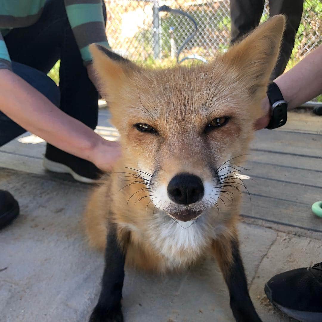 Rylaiさんのインスタグラム写真 - (RylaiInstagram)「The Viktor show..... 🦊🦊🦊🦊🦊 Another Day of amazing private fox encounters!! Of course, Viktor HAS to be the #star and leaves little room for the others to shine!!! He walks in and says “Viktor’s here... we can start now!!” “Massages please!” . We aren’t going to mention the “pink pig” just yet!!! @mydogtoys the #drama of that #pinkpig 🤷‍♀️ . We will be adding it to Viktor’s wish list. Looks like he is going to need a lot of them to keep the drama queen happy!! @target . Maybe the #sponsorafox with now have to include a pink pig for Vik??? . #dogtoys #viktor #viktorshow #dramaqueen #lovefoxes #foxencounters #russiandomesticatedfoxes #russianfoxes #foxesofig #foxesofinstagram #toys #buyviktorapinkpig #canidconservation #furfree @carboncardiff #viktorsclinteastwood @clinteastwoodoffical」4月28日 9時58分 - jabcecc