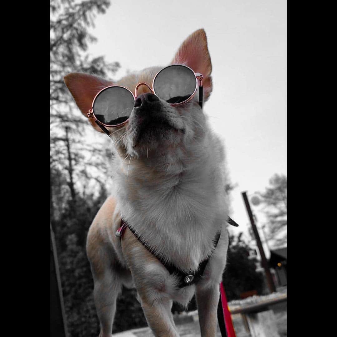 のインスタグラム：「おはようございます😃🌞☀✨ ・ #goodmorning #gw #おはよう #chihuahua #チワワ #チワワ部 #dog #doglovers #dogstagram #instadog #petsofinstagram #lovedogs #ilovedogs #lovedogs #mydog #lovemydog #ilovemydog #dog #cute #cutedog #cutechihuahua #ワンコなしでは生きて行けません会 #スムースコートチワワ #スムチー #ちわすたぐらむ」