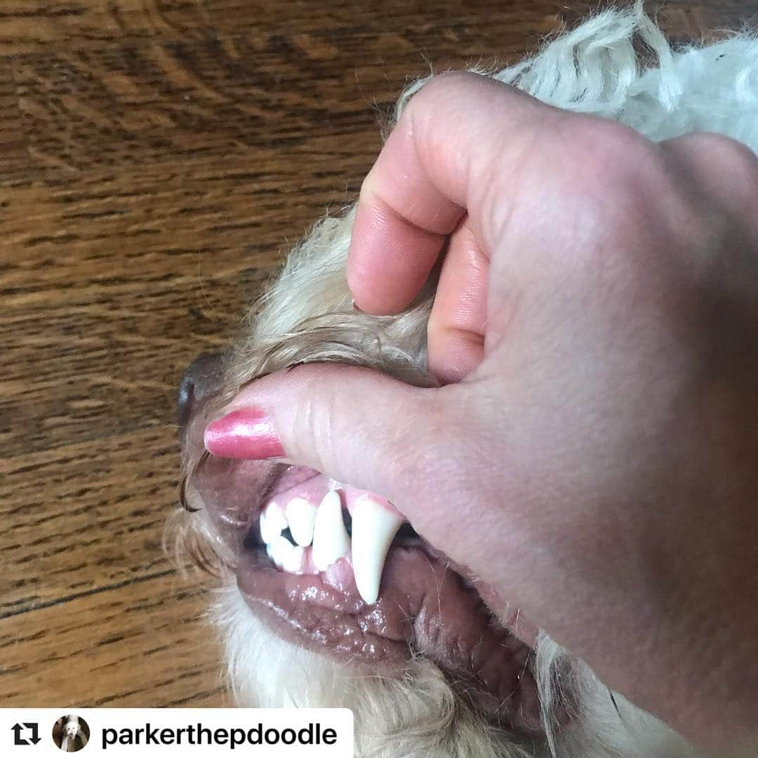 シャロン・ローレンスさんのインスタグラム写真 - (シャロン・ローレンスInstagram)「#saturdayvibes #Repost @parkerthepdoodle  #Mama loves my #pearlywhites 🦷#goldendoodlesofinstagram  #doodlesofinstagram」4月28日 1時35分 - sharonelawrence