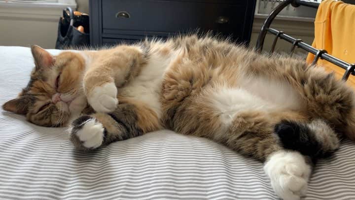 Tinaのインスタグラム：「Ultimate happy place 🥰#Caturday  p.s. wait for that leggy stretch!」