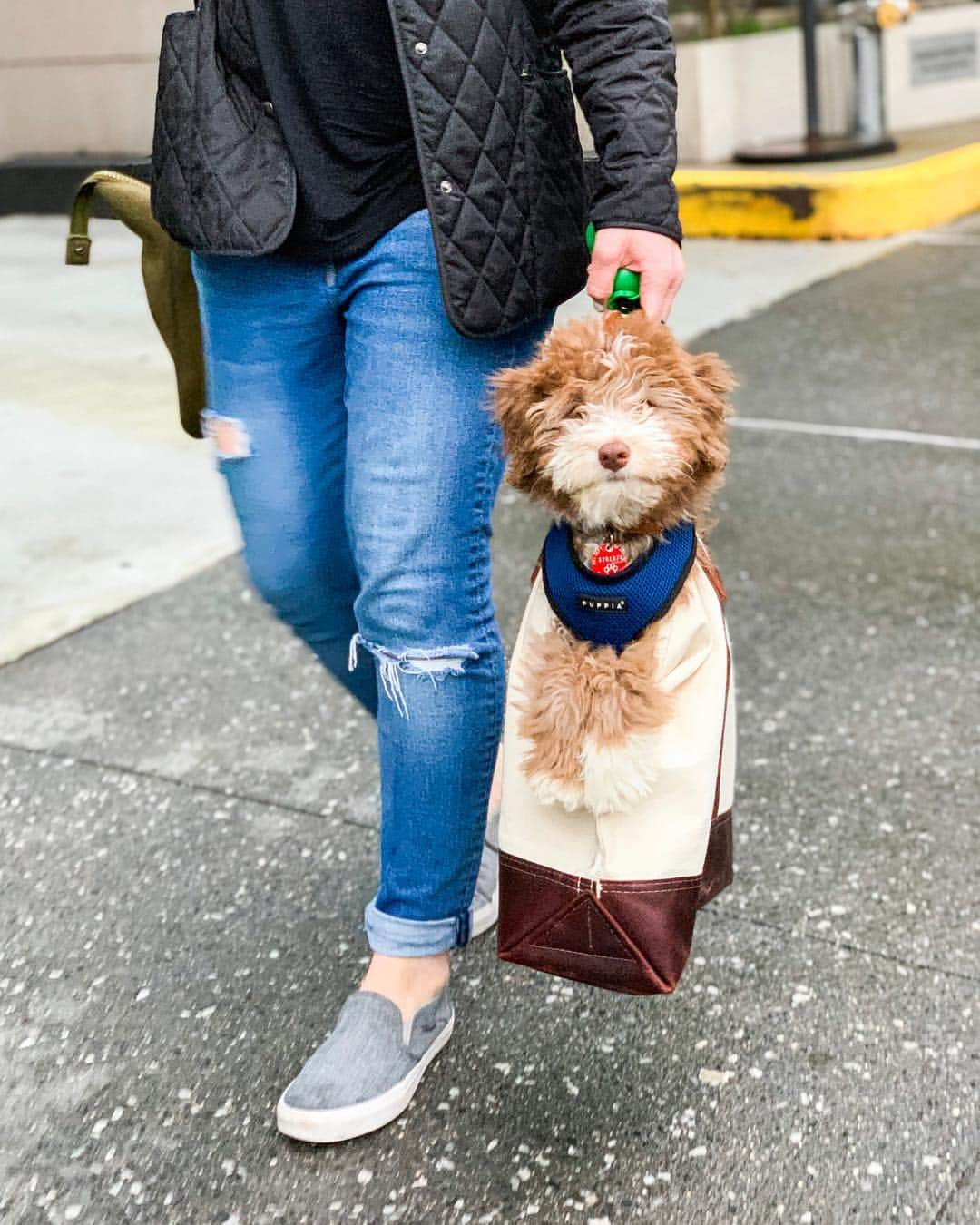 The Dogistさんのインスタグラム写真 - (The DogistInstagram)「Pickle, Aussiedoodle (3 m/o), Cooper Square, New York, NY • “He loves Game of Thrones and he thinks he’s a little direwolf. He’s a Stark at heart.” @pickle_h0lmes」4月28日 2時04分 - thedogist