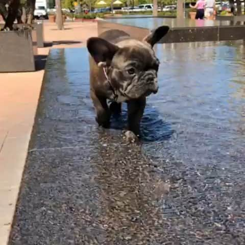 French Bulldogのインスタグラム