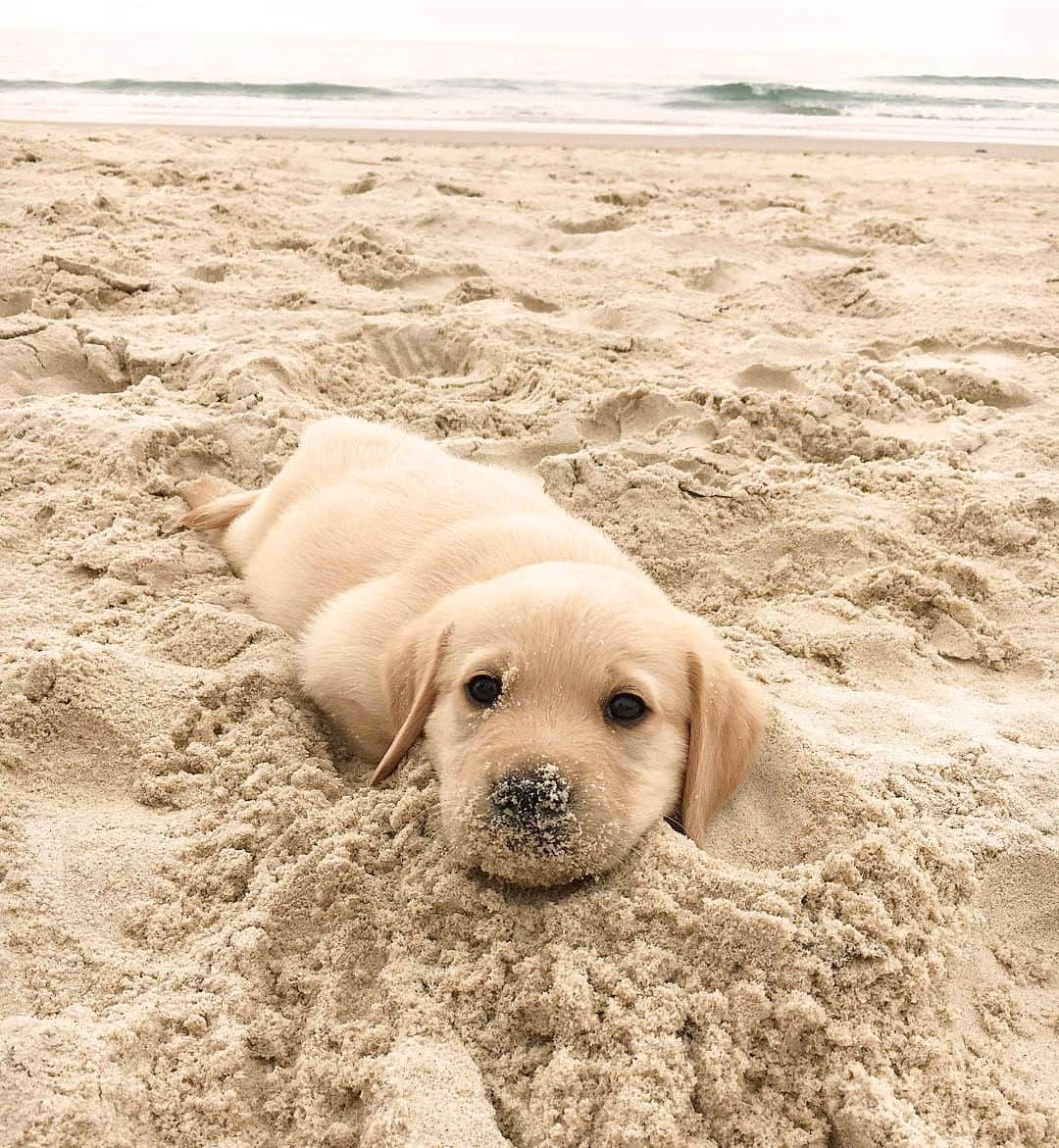 Kapten & Sonさんのインスタグラム写真 - (Kapten & SonInstagram)「'Just taking some time to paws and reflect.' 💕 What a cute shot @bigmacthelabrador #bekapten #kaptenandson⁣ .⁣ .⁣ .⁣ #funpetloveclub #puppies #dogphoto #dogsoftheday #petfluencer #globalcapture #followmefaraway #instapuppy #dog」4月28日 3時00分 - kaptenandson