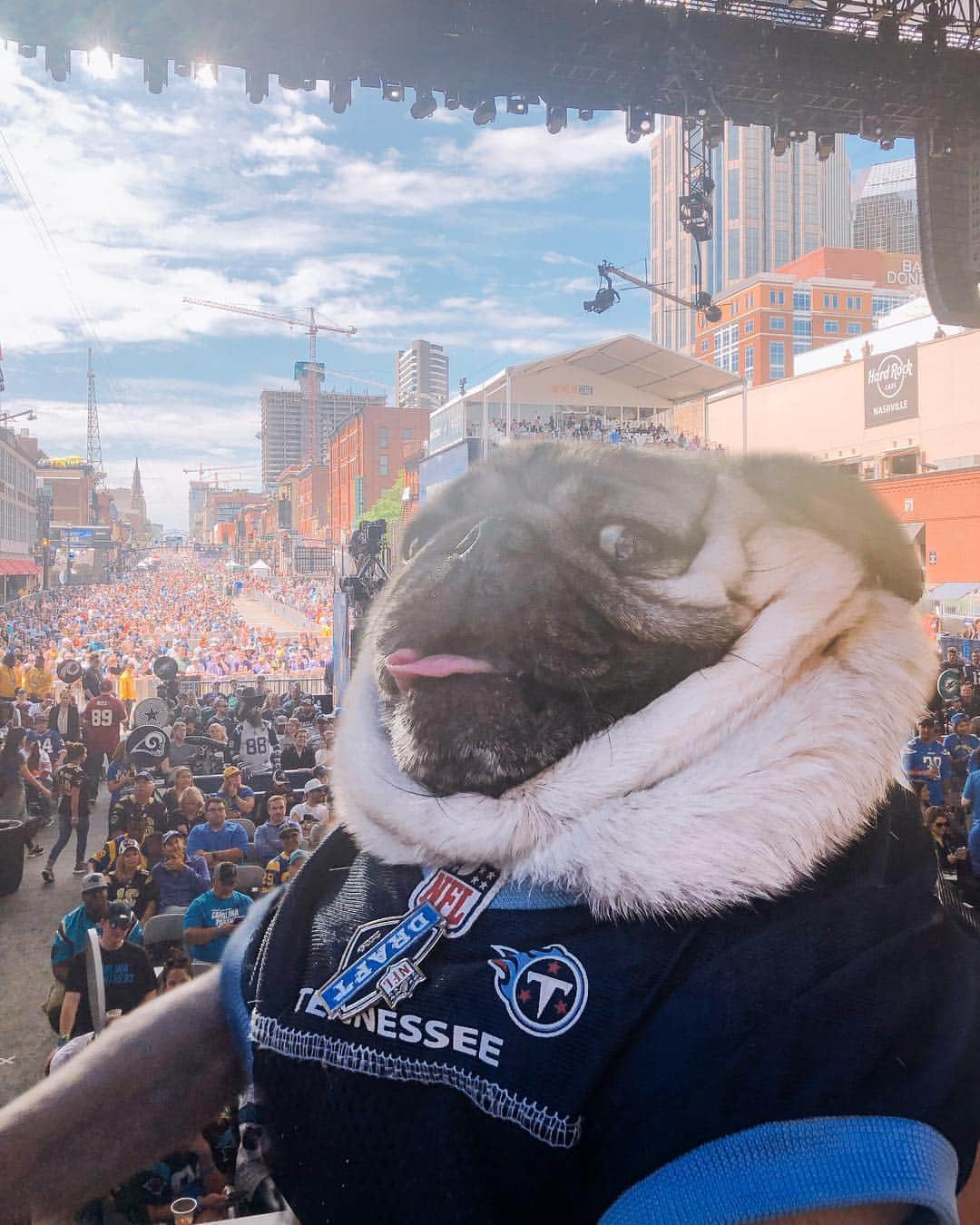 itsdougthepugさんのインスタグラム写真 - (itsdougthepugInstagram)「“When u gotta root for the home team” -Doug • I got to announce a @titans @nfldraft pick today with @cagetheelephant! 🏈」4月28日 3時14分 - itsdougthepug