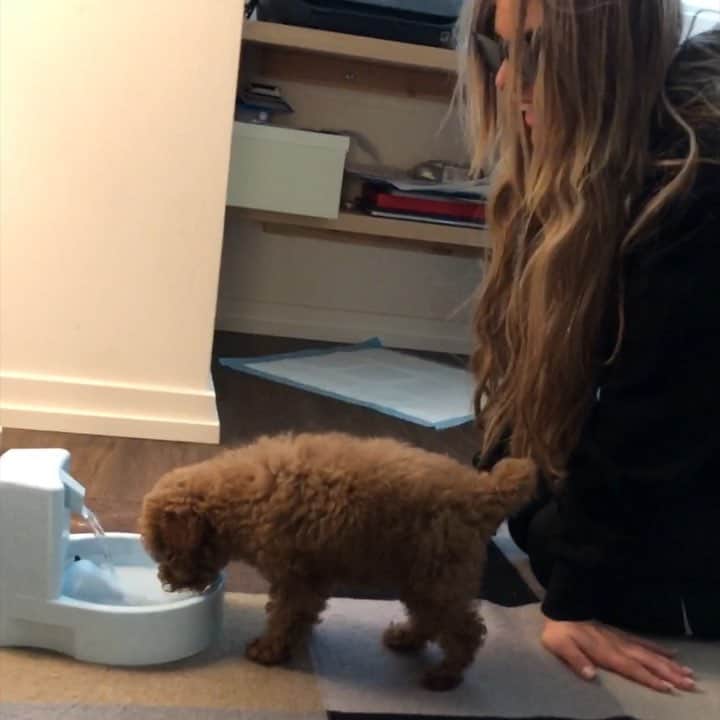 Hannah Stockingのインスタグラム：「Normal dogs VS My dog 😍😤 @pattystocking @lelepons @tobypons (tag 3 friends)」