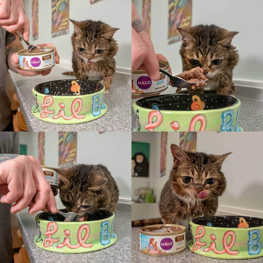 Lil BUBさんのインスタグラム写真 - (Lil BUBInstagram)「The first minute of feeding BUB her favorite food: 0:01 - Hurry up, 0:03 - Why is this taking so long, 0:07 - Move out of the way, 0:59 - More」4月28日 3時50分 - iamlilbub