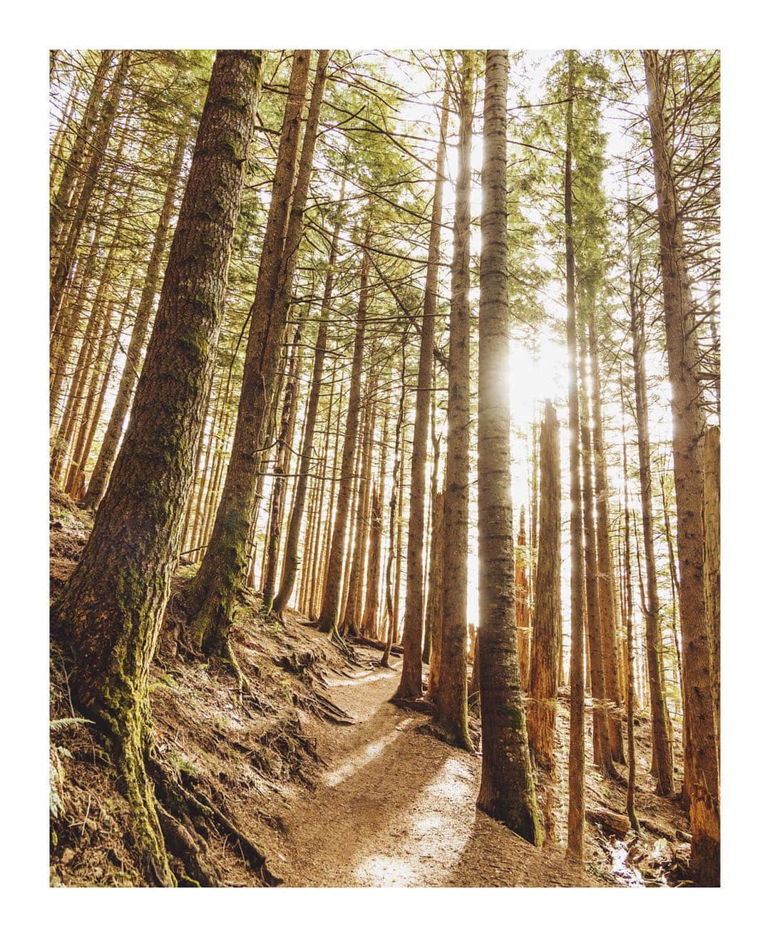 Cory Staudacherさんのインスタグラム写真 - (Cory StaudacherInstagram)「#ad New work with @CanonUSA showcasing the new mirrorless Canon EOS RP. I brought this lightweight body & RF 24-105mm F4 lens on one of my favorite hikes outside of Seattle. Rattlesnake Ledge is a relatively easy hike but has an amazing view of the lake and mountains. This compact camera is the perfect introduction full-frame setup to pack in a hiking bag. #EOSRP #TeamCanon」4月28日 3時50分 - withhearts