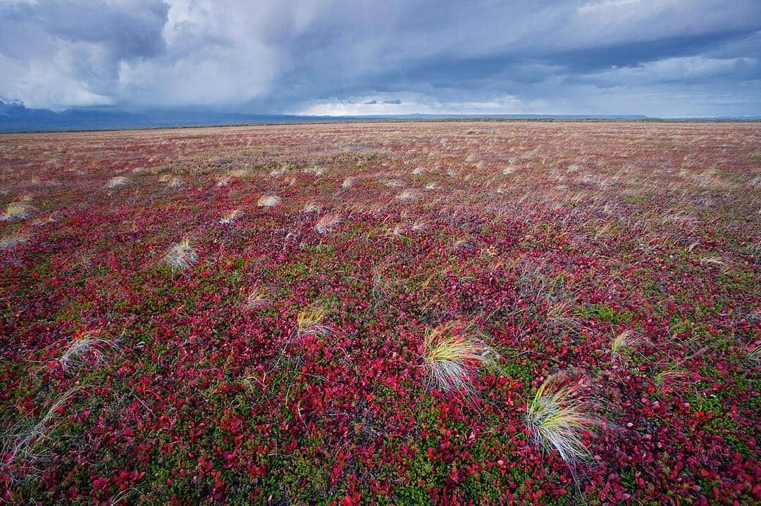 National Geographic Creativeさんのインスタグラム写真 - (National Geographic CreativeInstagram)「Photo by @michaelmelford | Rolling off Kronotsky Volcano in Russia, an autumn storm billows toward the tundra. This vast tweed of feathery grasses, red bearberries, and green crowberries attracts grazing reindeer, berry-picking bears, and curlews that swoop in by the thousands to strip the bushes of their fruit. #Berries #landscapes」4月28日 4時21分 - natgeointhefield