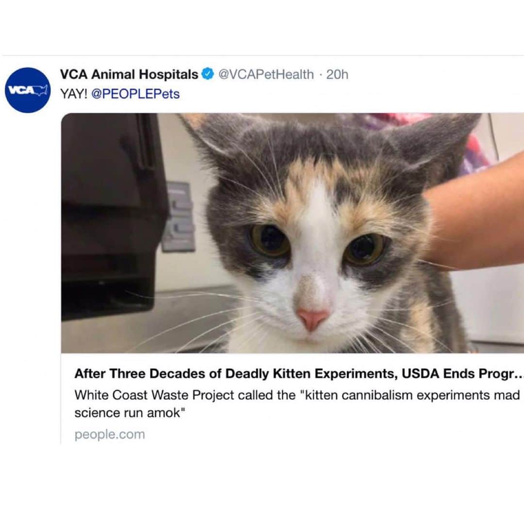 City the Kittyさんのインスタグラム写真 - (City the KittyInstagram)「Here’s a tweet from @vca today.  We are glad that @vca Animal Hospitals is happy that these horrific kitten experiments stopped. 👍🏻 . Declawing was a barbaric amputation experiment that started 7 decades ago and was promoted by the American veteriny profe$$ion, even though NO studies were done to see how it affected the health and well-being of a cat. . Even though new studies and science prove that declawing is mutilating, cruel, and inhumane, VCA Animal Hospitals U.S.  is still allowing their vets to harm cats by performing this amputation procedure. ( @vca_canada stopped declawing last year.) . Please take 60 seconds to sign our petition to VCA U.S. You don't have to donate to sign it. Your voice matters! Petition link is on my Instagram bio. 🙏🏻❤️ . Please join us and support our work on this important cause- www.citythekitty.org  #Caturday #meowdc #veterinary #vca #vcaanimalhospital #vcapets #cats #veterinarian #stopdeclawing」4月28日 4時21分 - citythekitty