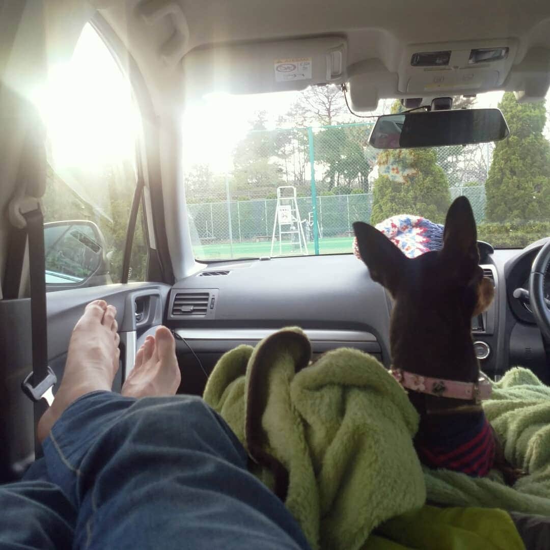 小田原ドラゴンさんのインスタグラム写真 - (小田原ドラゴンInstagram)「日本最北端の宗谷岬まで犬と行ってきました。車中泊で８泊9日。楽しい旅でした。　#車中泊　#宗谷岬　#ミニピン　#ミニチュアピンシヤー　#北海道旅行」4月28日 4時22分 - odawaradoragon