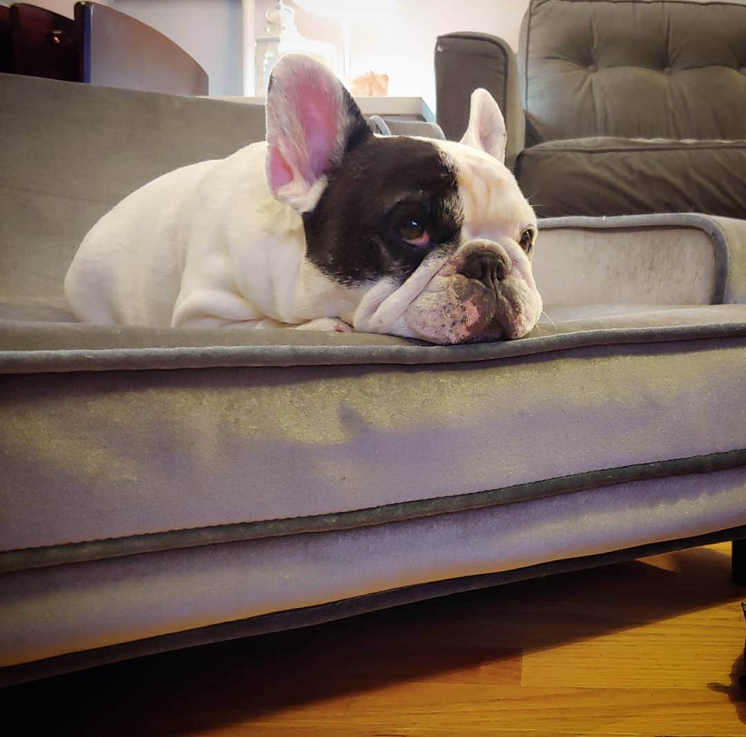 Manny The Frenchieのインスタグラム：「I thought warmer weather was finally here, but mother nature had other plans, its cold and snowing today! 😩 Who couldn’t use an immunity boost right now?! Definitely adding immune support supplement to my dinner tonight!  @halopets」