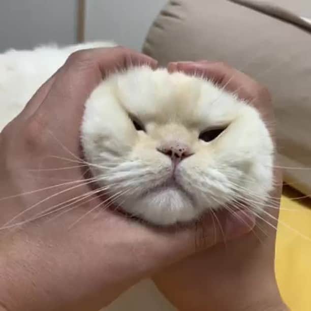Aww Clubのインスタグラム