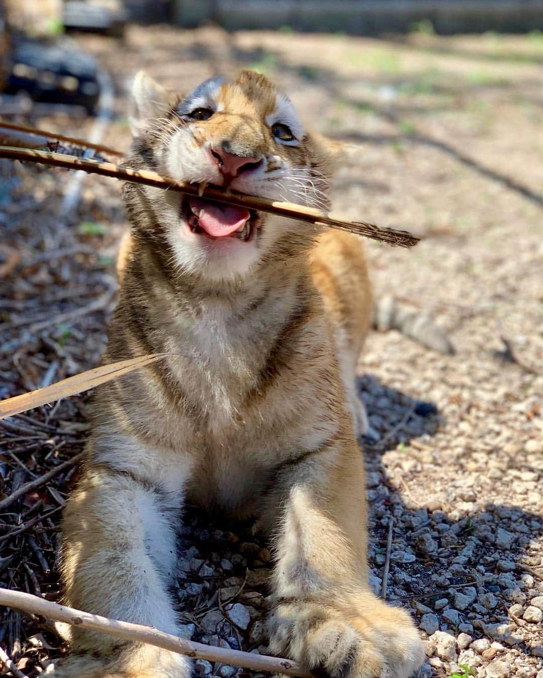 Zoological Wildlife Foundationさんのインスタグラム写真 - (Zoological Wildlife FoundationInstagram)「Rajah battling a piece of bamboo💙🐾 . #tabbytiger #tiger #cub #bengal #endangeredspecies #conservation #zwfmiami #zwf #notpets」4月28日 6時02分 - zwfmiami