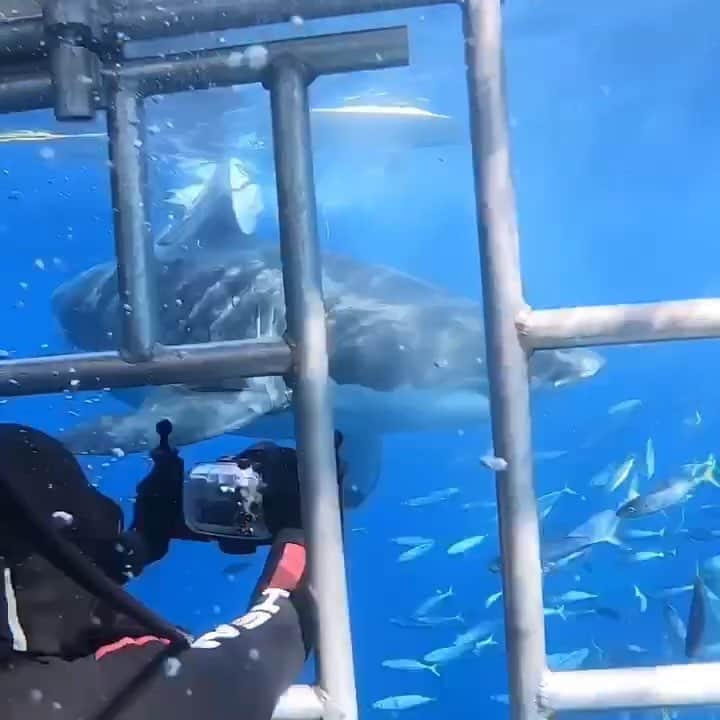 WildLifeのインスタグラム：「🦈 Trip GIVEAWAY 🦈: A 5 DAYS SHARK CAGE DIVING EXPERIENCE IN ISLA GUADALUPE, Mexico! (Aug 19th - 24th 2019) —  TO WIN follow simple steps (only takes 30 seconds!) — 1) FOLLOW @vortexliveaboard @discoversharks @discoversharkstours @jalilnajafov  Make sure to follow ALL accounts to be in the game! ⁣🙌🏻⁣ . 2) Share this post to your story and tag @DiscoverSharksTours & @vortexliveaboard . 3) LIKE Facebook account 👉fb.com/DiscoverSharks  4)TAG a friend and comment your facebook name on this post (multiple entries allowed)  Open internationally the deadline for entries is August 1st. Winner will be randomly drawn & announced on @discoversharks & @discoversharkstours  Guadalupe Island is located in the Pacific Ocean approximately 165 miles west of Ensenada, Mexico. Guadalupe Island has become the world’s best location for diving with great white sharks. This is one of the favorite expeditions of wildlife photographers and videographers from all around the world. This 5 day expedition is a perfect adventure getaway, feel the adrenaline and discover why Guadalupe island is one of the best dive spots in the world.  Everything on the Vortex has been custom made and handpicked to meet the highest standards. This truly is the liveaboard for the discerning diver. The Pelagic Fleet and Peter Hughes (2018 NOGI Award Winner for Distinguished Service) have redefined luxury diving in remote locations. Doubtlessly, the Vortex is now the fastest and most exclusive liveaboard for Guadalupe, having quicker crossings and offering the ultimate experience, in and out of the water.  If you are interested and joining this Discoversharks trip contact @Discoversharkstours for more info  Whats included? - Transfer from San Diego - WiFi - Drinks & meals - Cost of trip $4500  Video by @jalilnajafov & @vortexliveaboard / Music: Ikson, Voyage」