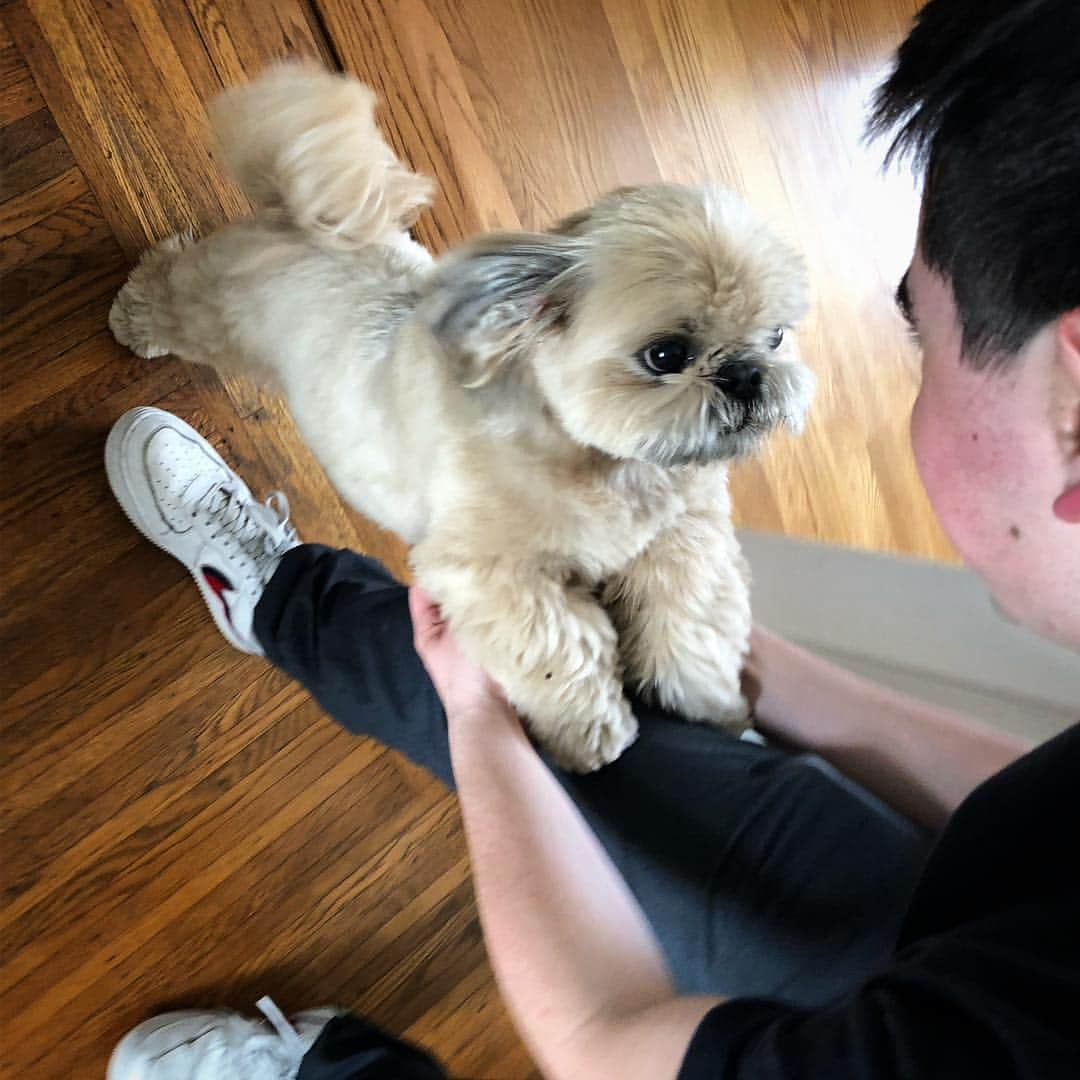 Dougie the Shih Tzuさんのインスタグラム写真 - (Dougie the Shih TzuInstagram)「Welcome committee.」4月28日 6時07分 - dailydougie