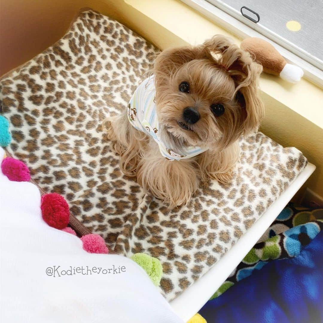 Kodie Bearさんのインスタグラム写真 - (Kodie BearInstagram)「😳No Mommy! I’m Not Hiding in my corner. 🤪I am just taking a break from our Fetch Game🍗!」4月28日 6時22分 - kodietheyorkie