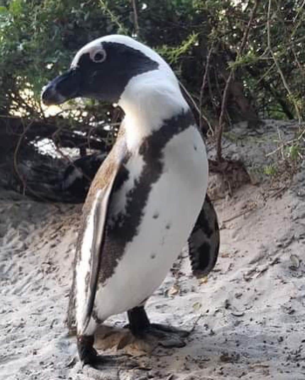 レイチェル・クックさんのインスタグラム写真 - (レイチェル・クックInstagram)「Came to South Africa w @karmagawa & saw penguins on the beach 😅 wasn’t expecting that. Nature is so crazy, so precious, we gotta do our part to protect it.」4月28日 6時48分 - rachelc00k