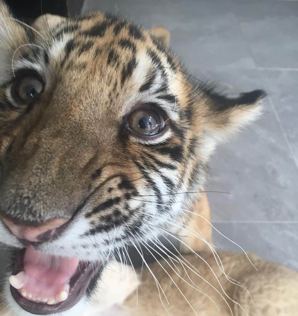 Black Jaguar-White Tiger さんのインスタグラム写真 - (Black Jaguar-White Tiger Instagram)「Beauty-Crazy Serio... Pic by @Francesca_palazuelos  #BeautyAndTheBeastBJWT」4月28日 7時49分 - blackjaguarwhitetiger