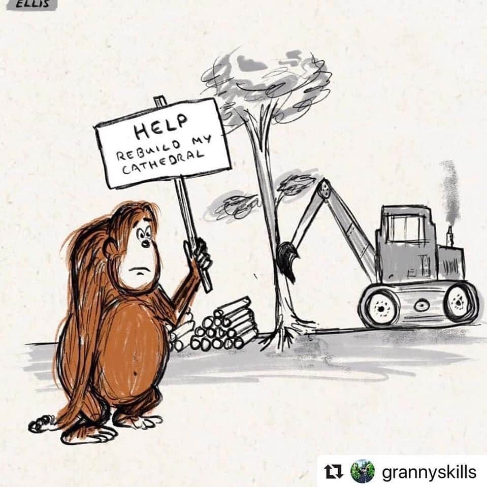 OFI Australiaさんのインスタグラム写真 - (OFI AustraliaInstagram)「_____________________________________ 🐒 OFIA Founder: Kobe Steele 💌 kobe@ofiaustralia.com | OFIA Patron and Ambassador: @drbirute @orangutanfoundationintl |  www.orangutanfoundation.org.au 🐒  #orangutan #orphan #rescue #rehabilitate #release #BornToBeWild #Borneo #Indonesia #CampLeakey #orangutans #savetheorangutans #sayNOtopalmoil #palmoil #deforestation #destruction #rainforest #instagood #photooftheday #environment #nature #instanature #endangeredspecies #criticallyendangered #wildlife #orangutanfoundationintl #ofi #drbirute #ofi_australia #ofia #FosterAnOrangutanToday」4月28日 7時53分 - ofi_australia