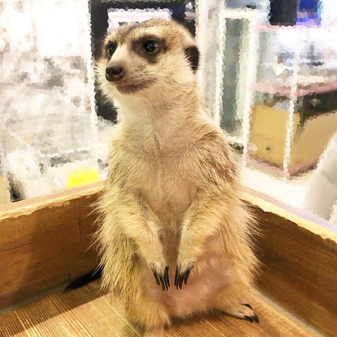 中村秀香のインスタグラム：「ミーアキャット☺️ 当たり前ですが、本当に立つんですね〜！！人懐っこい甘えん坊のミーアキャットでした🌟アニマルカフェに行くと、同じ種類でもそれぞれ性格が違うので面白いです。可愛い…☺️ #ミーアキャット #アニマルカフェ」