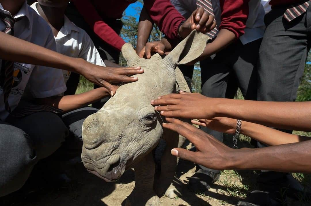 ナショナルジオグラフィックさんのインスタグラム写真 - (ナショナルジオグラフィックInstagram)「Photo by @amivitale | Students meet an orphaned southern white rhino at @OlPejeta conservancy in Kenya. Educational programs about coexisting with wildlife are vital to strengthen communities, which hold the key to saving Africa's great animals. Learn how to protect and preserve these majestic creatures and all wild animals by following @OlPejeta and @amivitale @kenyawildlifeservice @thephotosociety @natgeoimagecollection #saverhinos #DontLetThemDisappear #rhinos #kenya #stoppoaching」4月28日 8時06分 - natgeo