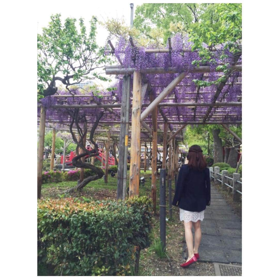 山崎直子のインスタグラム：「大好きな藤の花 ・ 亀戸天神の藤がちょうど見頃を迎えているらしいけれど ・ 今年は見に行けないかな〜 行きたいな〜 ・ ・ ・ #いつかの #亀戸天神 #藤まつり #藤 #藤の花 #藤棚 #亀戸 #はなまっぷ #wisteria #flowers #花が好き #東京散歩 #ig_japan #tokyo #flowerstagram #花が好きな人と繋がりたい」