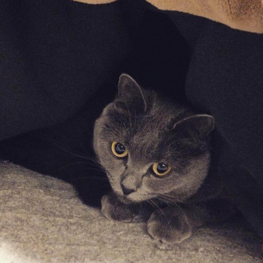 チキン南蛮カレーのルウ王子のグルメインスタ