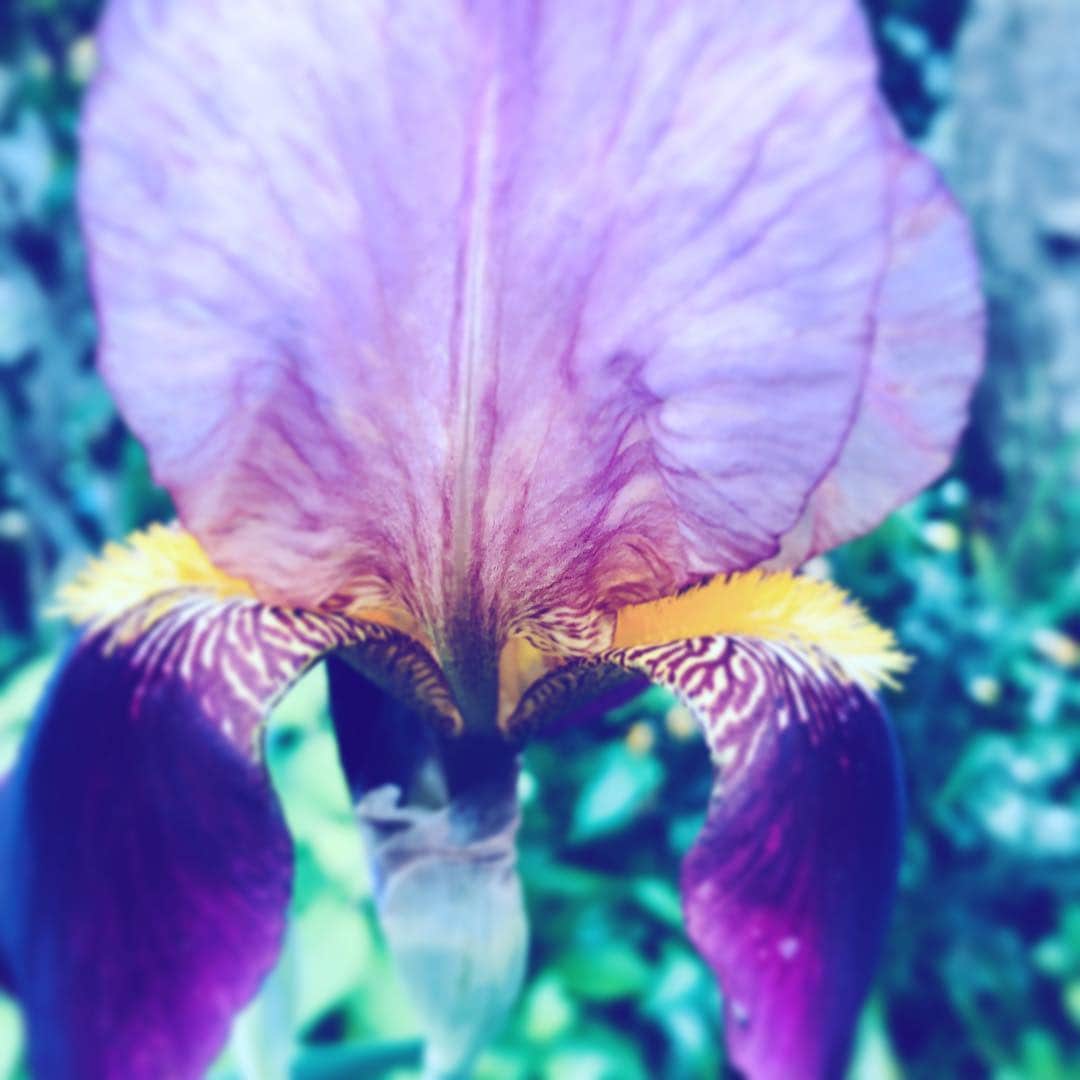 中野敬久さんのインスタグラム写真 - (中野敬久Instagram)「#lily #flower #sunday #street #sanpo #purple」4月28日 8時49分 - hirohisanakano