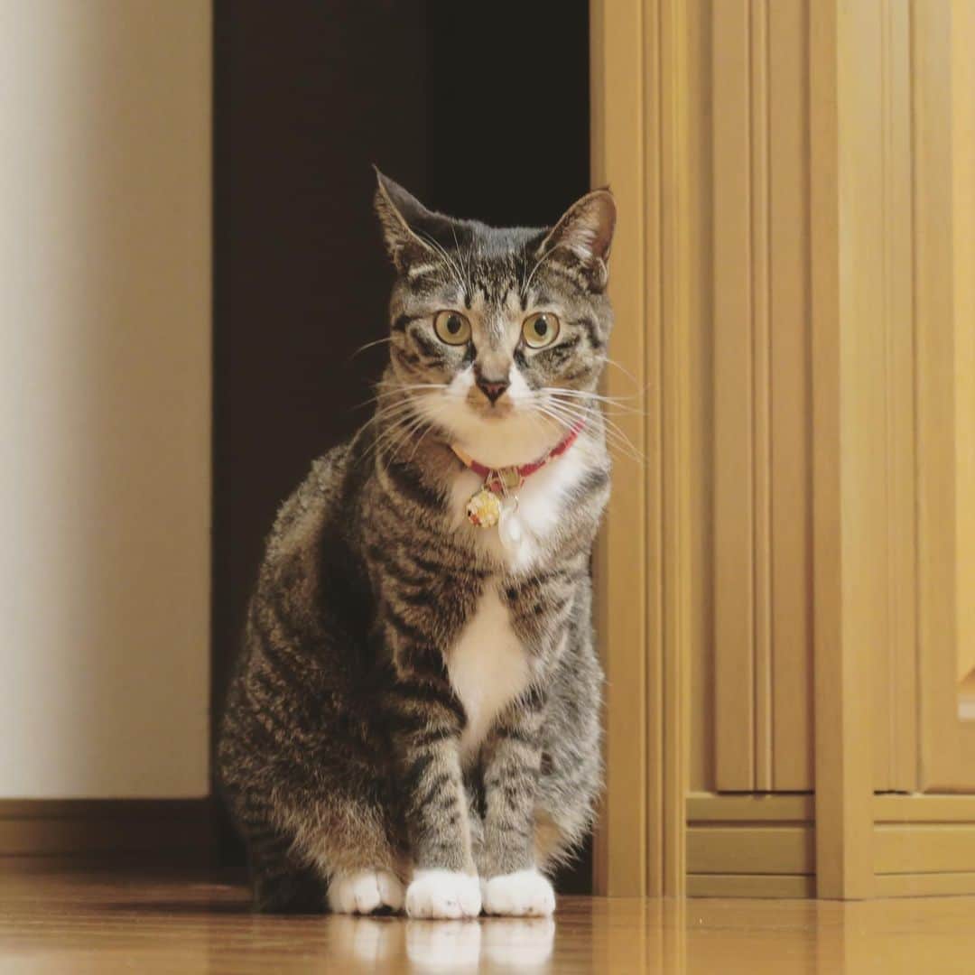 takegaeruさんのインスタグラム写真 - (takegaeruInstagram)「こんばんにゃ！ #猫 #cat #よもねこ #よもぎねこ #キジトラ #きじとら」4月28日 19時47分 - takegaeru