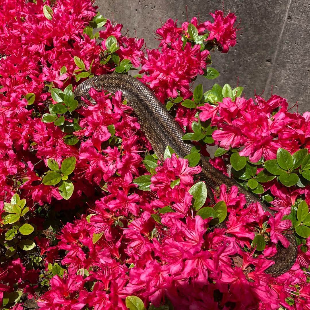 工藤静香さんのインスタグラム写真 - (工藤静香Instagram)「散歩道に咲いているツツジ。 いつも綺麗で皆さんにお見せしたくて撮ってきました。が、しかし 同じ並びのツツジで何かが動いた。ご覧の通り蛇🐍びっくりしましたよ😩 3枚目は憧れのジャスミン鈴なり人は住んでいらっしゃらないお庭から外に向けて見事に咲いていました。美しさMAX。欲しいけど置く場所が難しい。欲しいな。」4月28日 18時23分 - kudo_shizuka