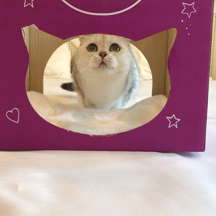 Haruのインスタグラム：「Cat in da box. #แมวกล่อง 📦 🐈 💗」
