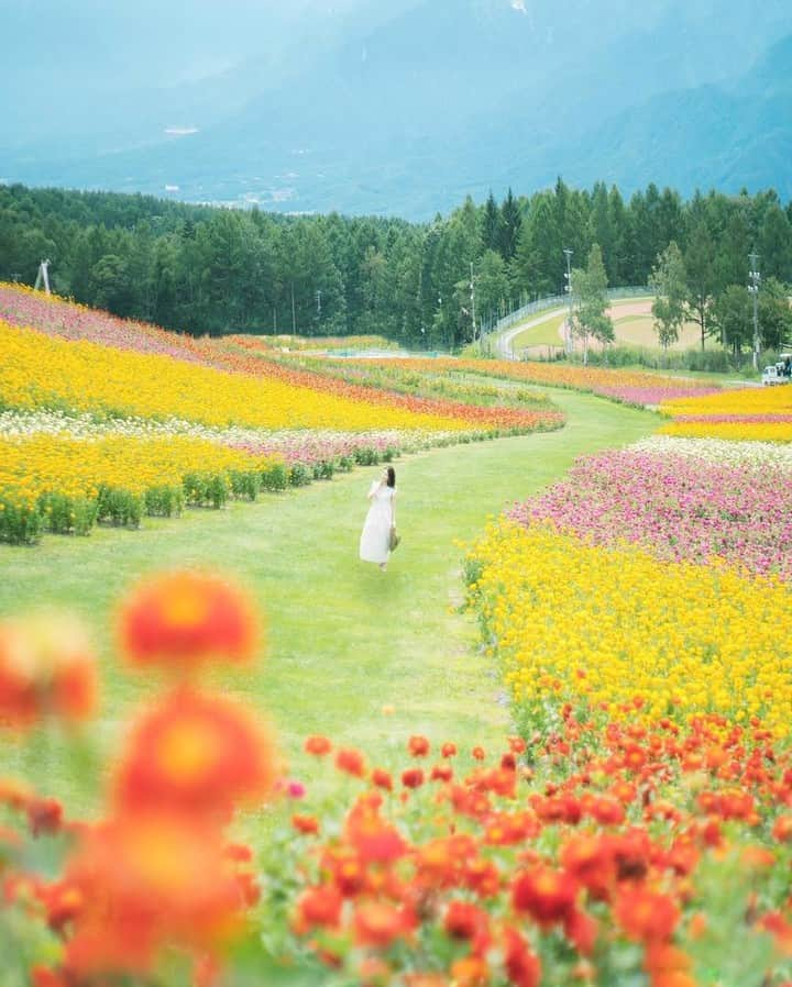 花の写真館さんのインスタグラム写真 - (花の写真館Instagram)「Photo by @shunto918.⠀ https://instagram.com/shunto918/⠀ .⠀ Original Post[投稿頂いたURL]⠀ https://www.instagram.com/p/BmyA_6DDZzV/⠀ .⠀ 本アカウントは、 #私の花の写真 をつけてInstagramに投稿された皆さまの花の写真や、「花の写真館」Facebookページで投稿された花の写真を紹介します。⠀ 「花の写真館」Facebookページは、「 @floral.photograph 」のプロフィールにあるURLからご覧ください。⠀ .⠀ #花の写真館 #floralphotograph #floralphoto #flower #flowers #富士フイルム #FUJIFILM⠀ Follow: @floral.photograph」4月28日 19時30分 - floral.photograph