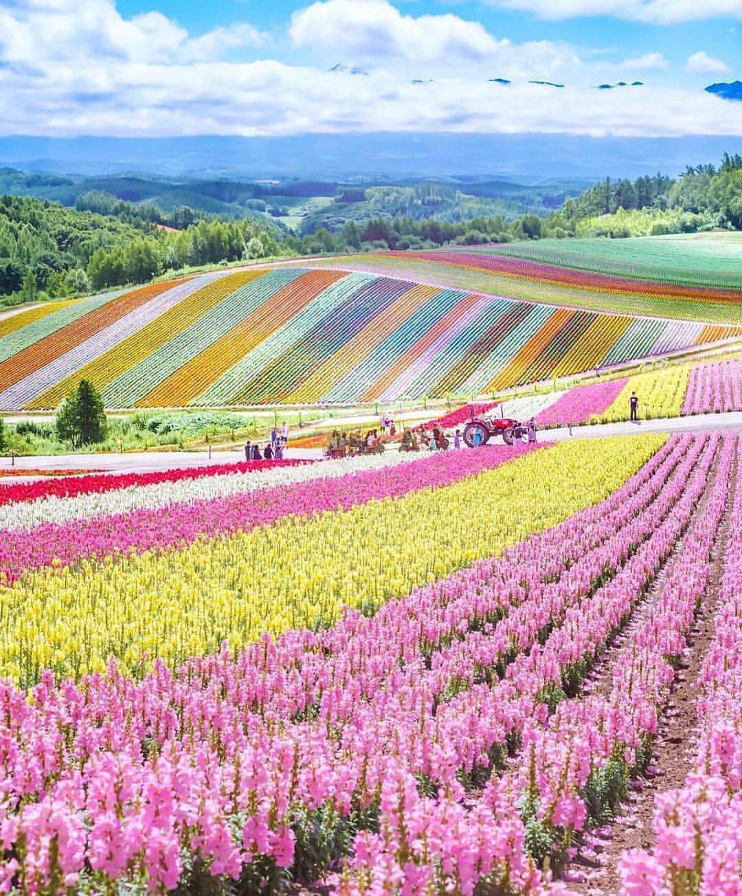 Awesome Wonderful Natureさんのインスタグラム写真 - (Awesome Wonderful NatureInstagram)「Flower Harvest, Japan Photo by @mika05011972  #fantastic_earth」4月28日 19時42分 - fantastic_earth