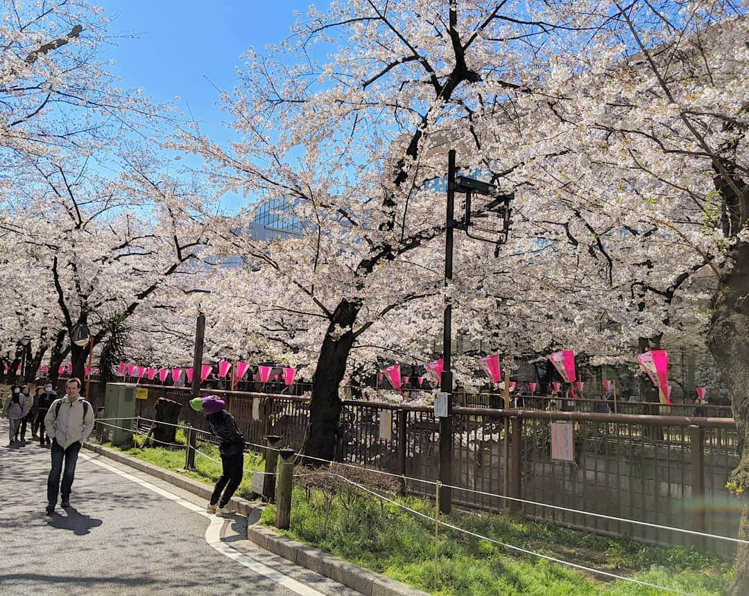 川原克己 さんのインスタグラム写真 - (川原克己 Instagram)「今日まで。ポテンヒット新商品。今日まで。期間限定新商品今日まで。平成最後のポテンヒットは今日まで。  #花見」4月28日 10時54分 - tenjikunezumikawahara