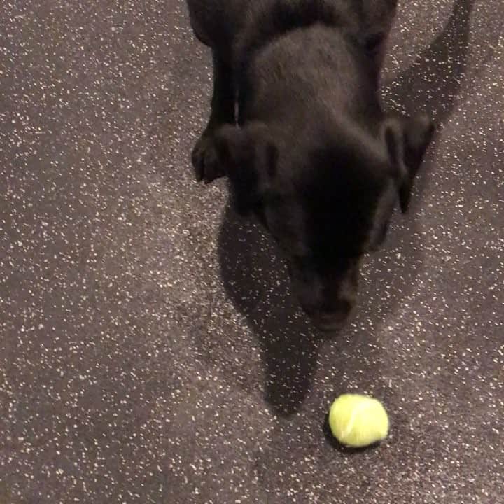ストーン・コールド・スティーブ・オースチンのインスタグラム：「Gym day w Cali.  #justlabradors」