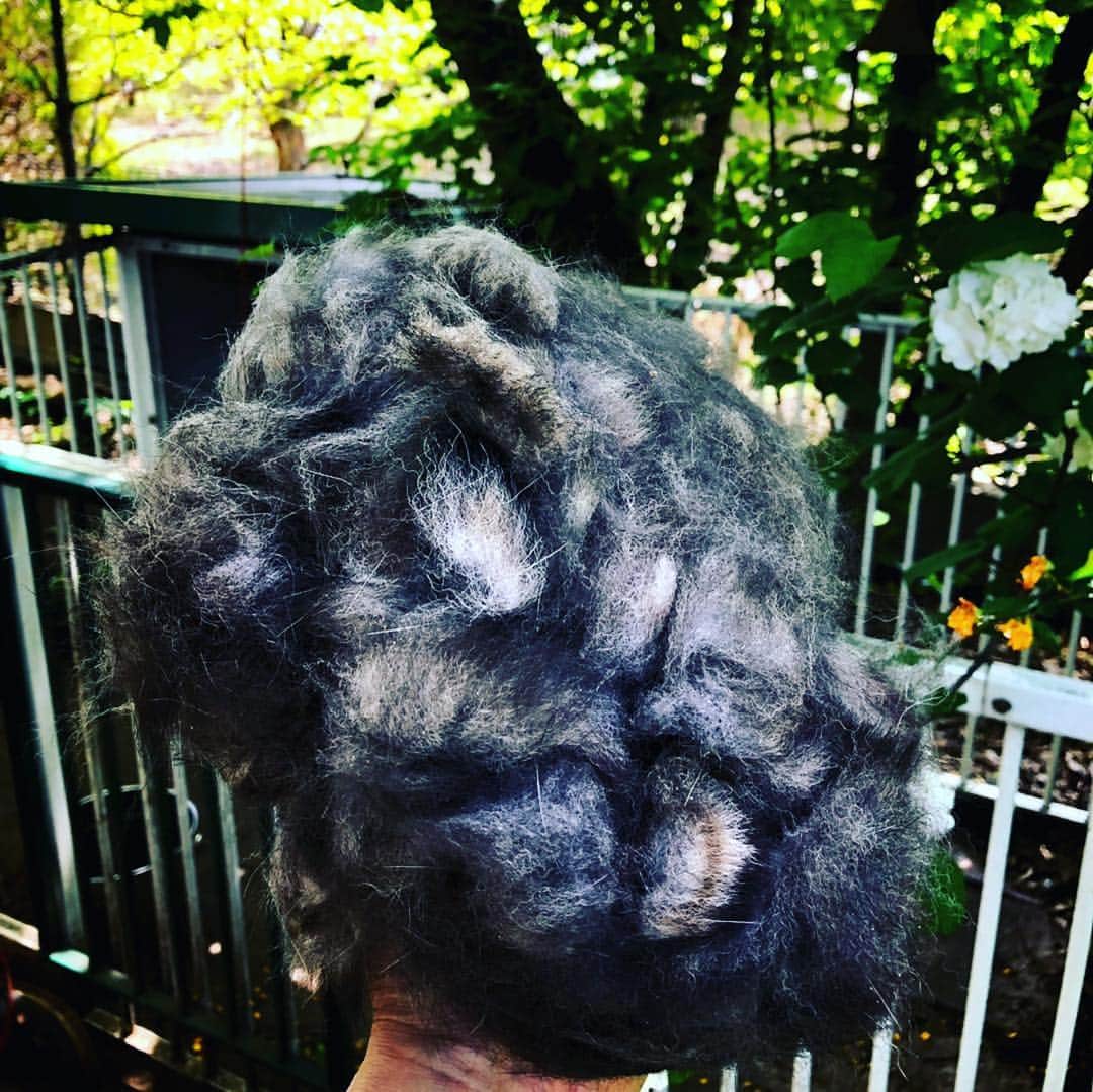 木山裕策さんのインスタグラム写真 - (木山裕策Instagram)「カントの冬毛の手入れ🐕  バレーボール🏐くらいの毛玉をとったけど、まだまだ背中に残ってる。続きはまた明日〜💈」4月28日 11時35分 - kiyamayusaku