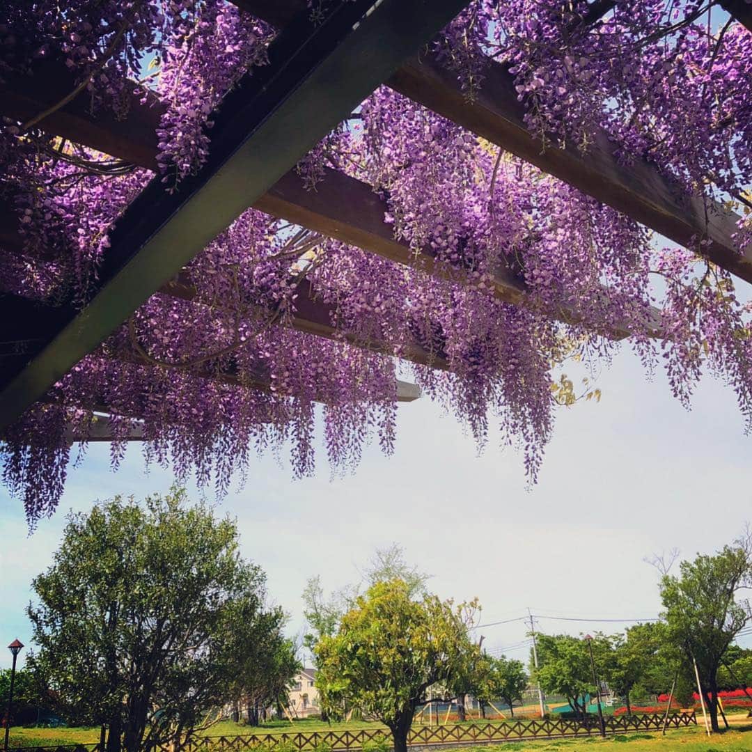 木山裕策さんのインスタグラム写真 - (木山裕策Instagram)「公園の藤棚にうっとり😍」4月28日 11時44分 - kiyamayusaku