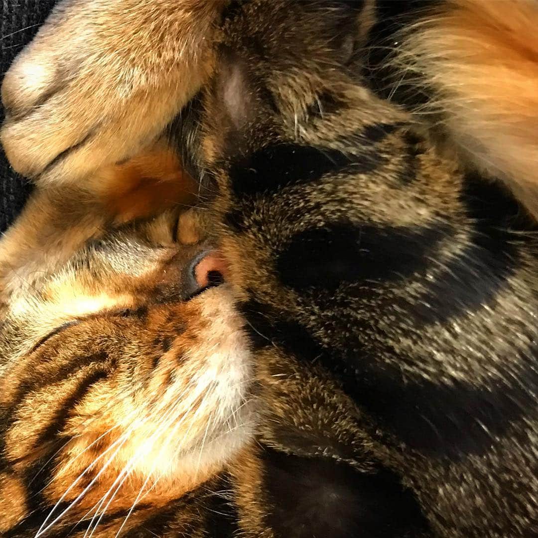 ヤマザキマリさんのインスタグラム写真 - (ヤマザキマリInstagram)「連休1日目 猛烈原稿中のとなりですこやかな寝顔の猫」4月28日 12時06分 - thermariyamazaki