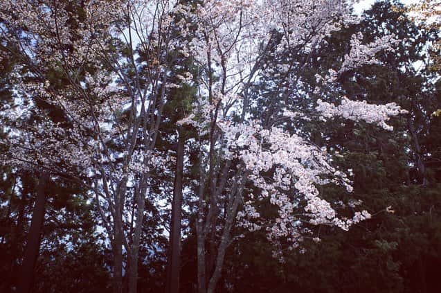 山本真由美さんのインスタグラム写真 - (山本真由美Instagram)「. 奈良 吉野、  下千本 中千本 上千本 奥千本  と徐々に桜を咲かせる吉野の山。 満開は逃したものの、 緑と混ざるピンクのグラデーションと桜吹雪。 🌸🌿 . #吉野 #yoshino #sakura #桜  #nature #吉野杉の家 #山  #yoshinocedarhouse #なら #奈良 #nara #calm  #建築 #旅  #建築と女優 #architecture  #architecturetrip #trip #art #likeforlike #写真 #japan #beautiful #photography  #design #details #camera  #写真好きな人と繋がりたい」4月28日 12時20分 - mayumi_yamamoto.official