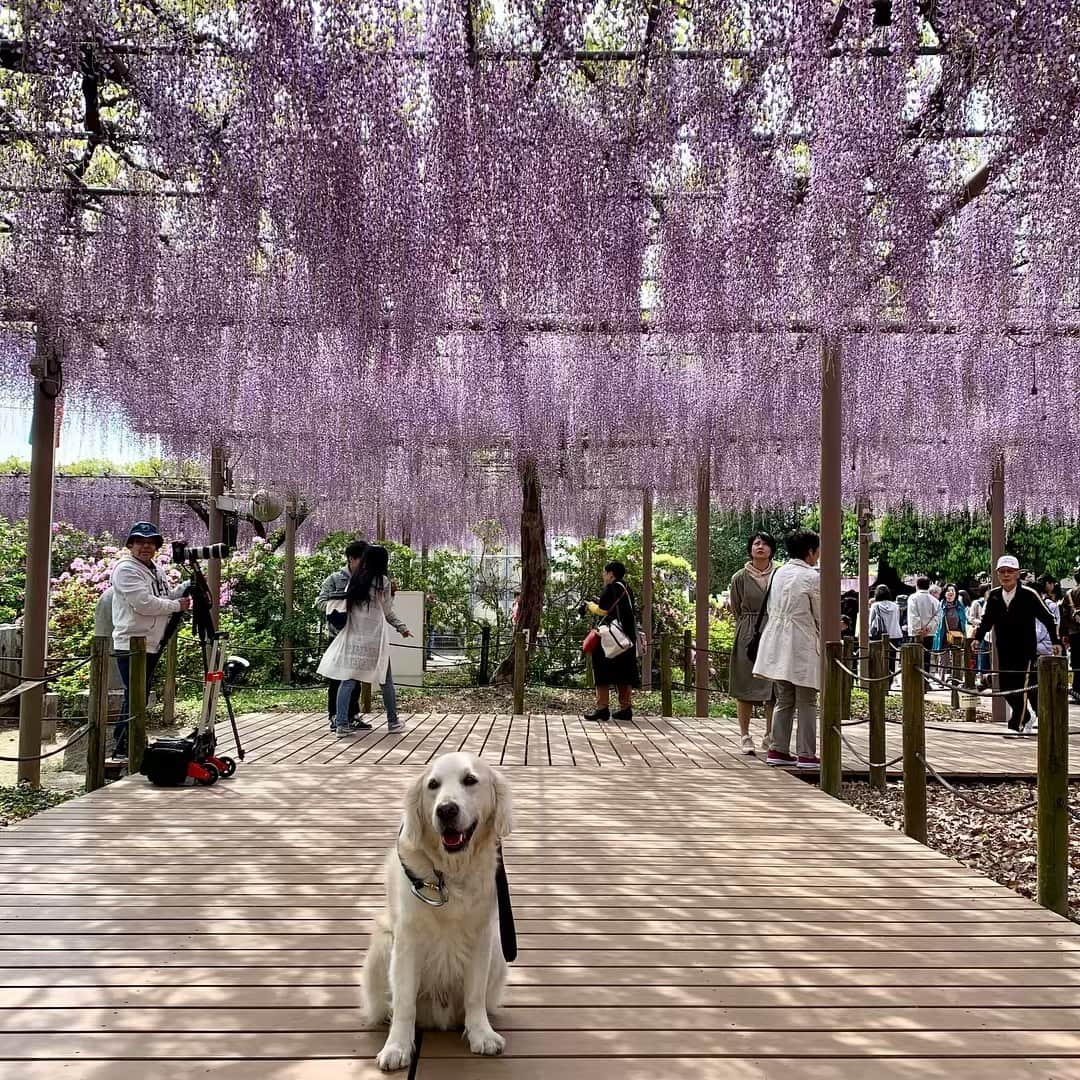 P太郎ママのインスタグラム