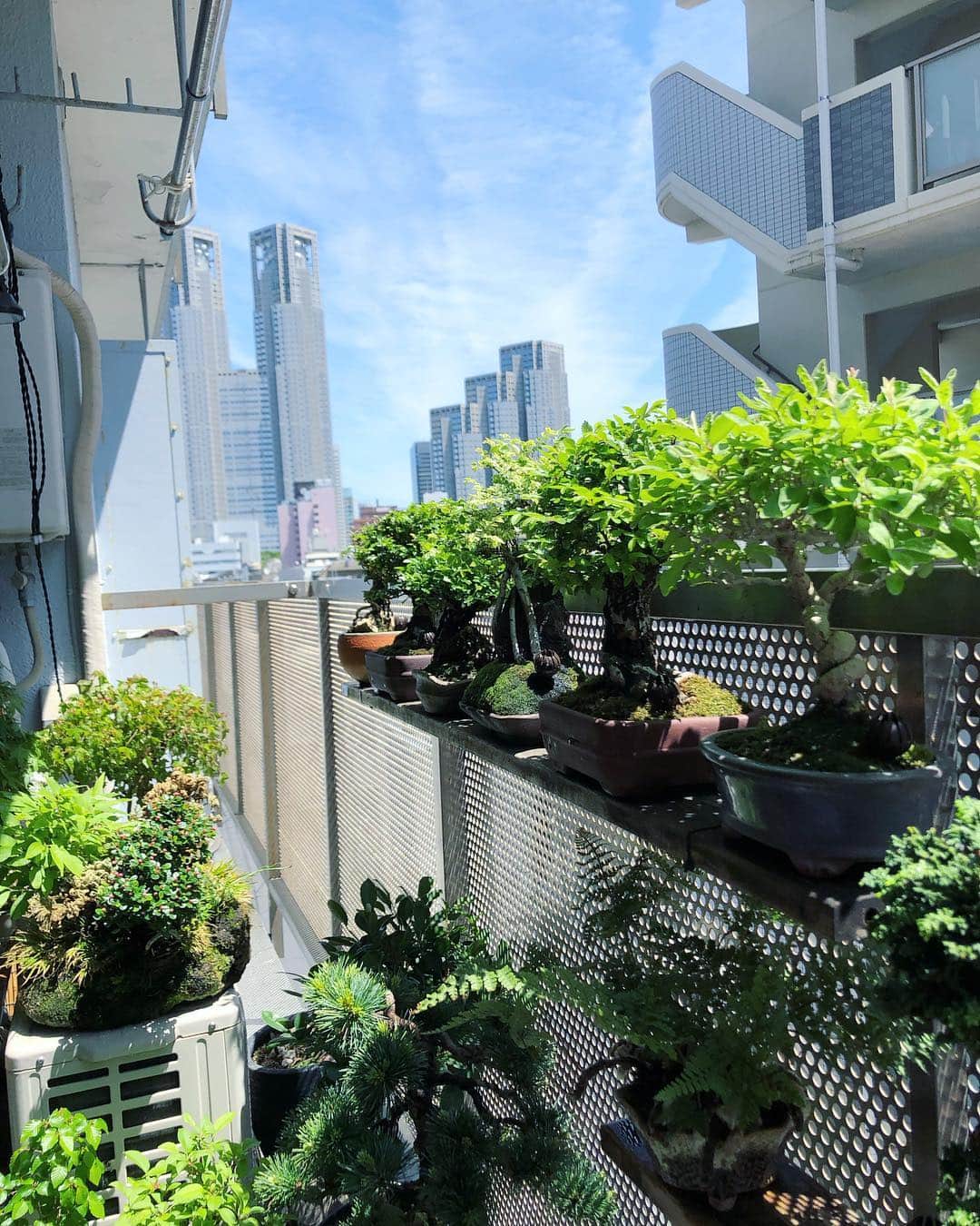 金成公信のインスタグラム：「久々のお天道様に生き生きしとりますわ^ ^#盆栽 #bonsai #bonsaijapan #tree #plants #japanesebonsai #sunnydays #sunny #japan」