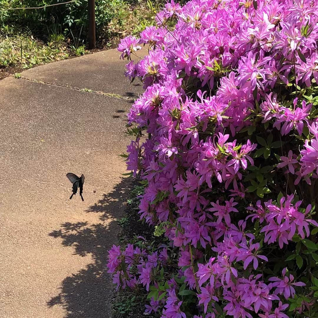 奥井亜紀さんのインスタグラム写真 - (奥井亜紀Instagram)「黒い蝶、でっかい！#お散歩は三歩でも良し #こんにっ千葉」4月28日 12時39分 - akiokui