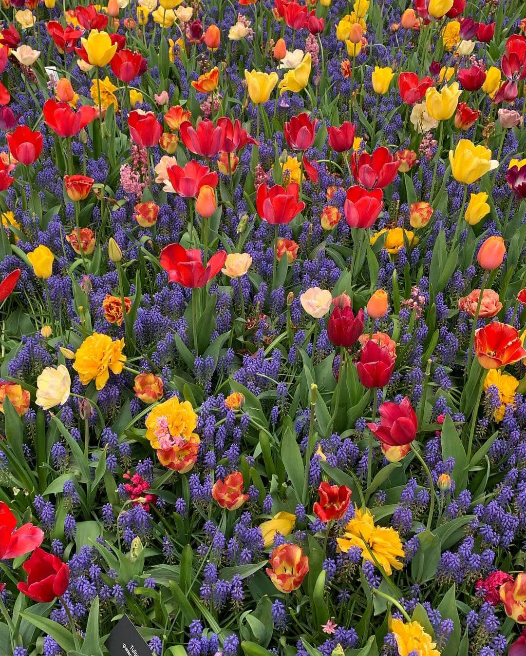 ラライン・シャーさんのインスタグラム写真 - (ラライン・シャーInstagram)「I spent time to do what makes my soul happy🌞. In the words of Claude Monet, I must have flowers, always and always🌸」4月28日 12時48分 - ralineshah