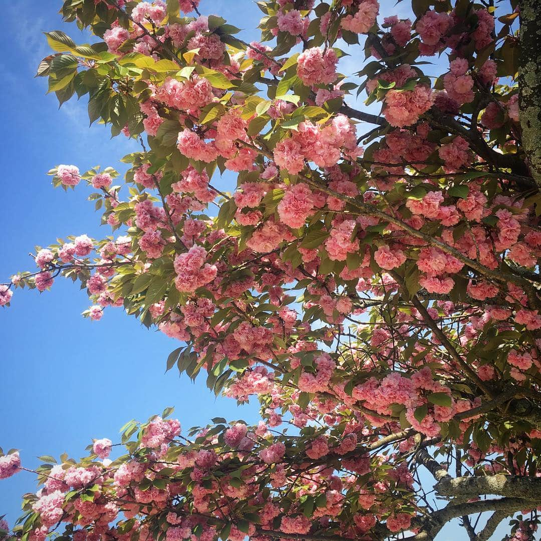 田中香子さんのインスタグラム写真 - (田中香子Instagram)「【みかん県の思ひ出③】 松山城🏯 リフトに乗って。 まだ桜が咲いてたよ◎  #愛媛 #松山 #松山城 #リフト #ロープウェイ  #ehime #matsuyama  #matsuyamacastle  #trip #travel #諸国漫遊記」4月28日 13時01分 - soo.yt